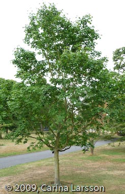 Acer pictum